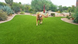 Dog playing on pet turf