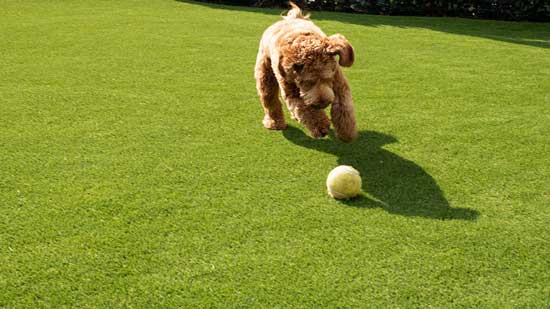 dog playing ball on artificial grass