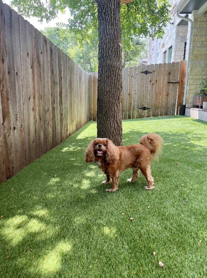 Riggins enjoying the backyard