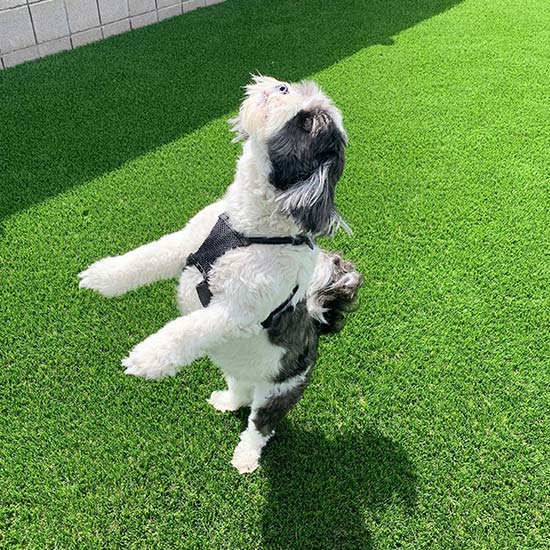 Artificial Grass Gym Installation from Smart Turf