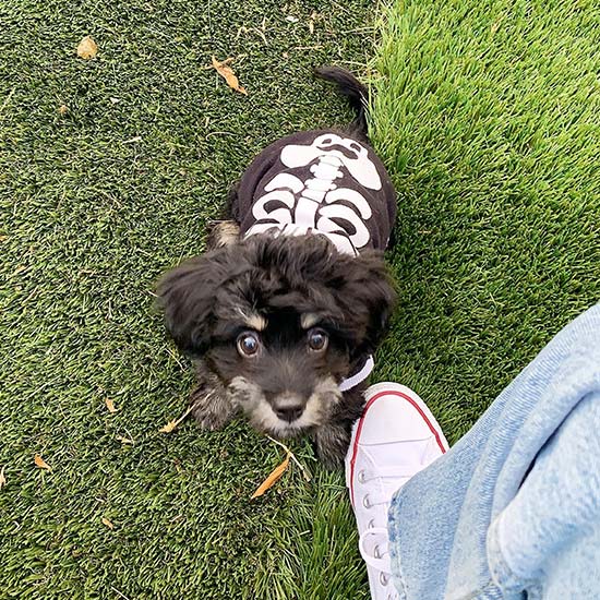 Artificial Grass Putting Green Installation from Smart Turf