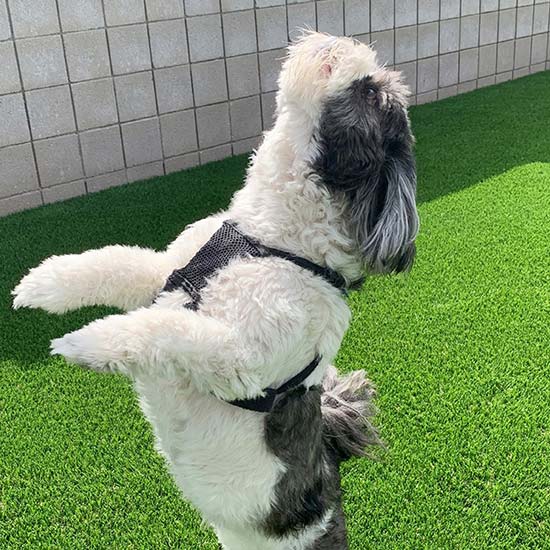 Artificial Grass Putting Green Installation from Smart Turf