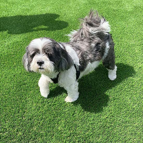 Artificial Grass Pool side Installation from Smart Turf