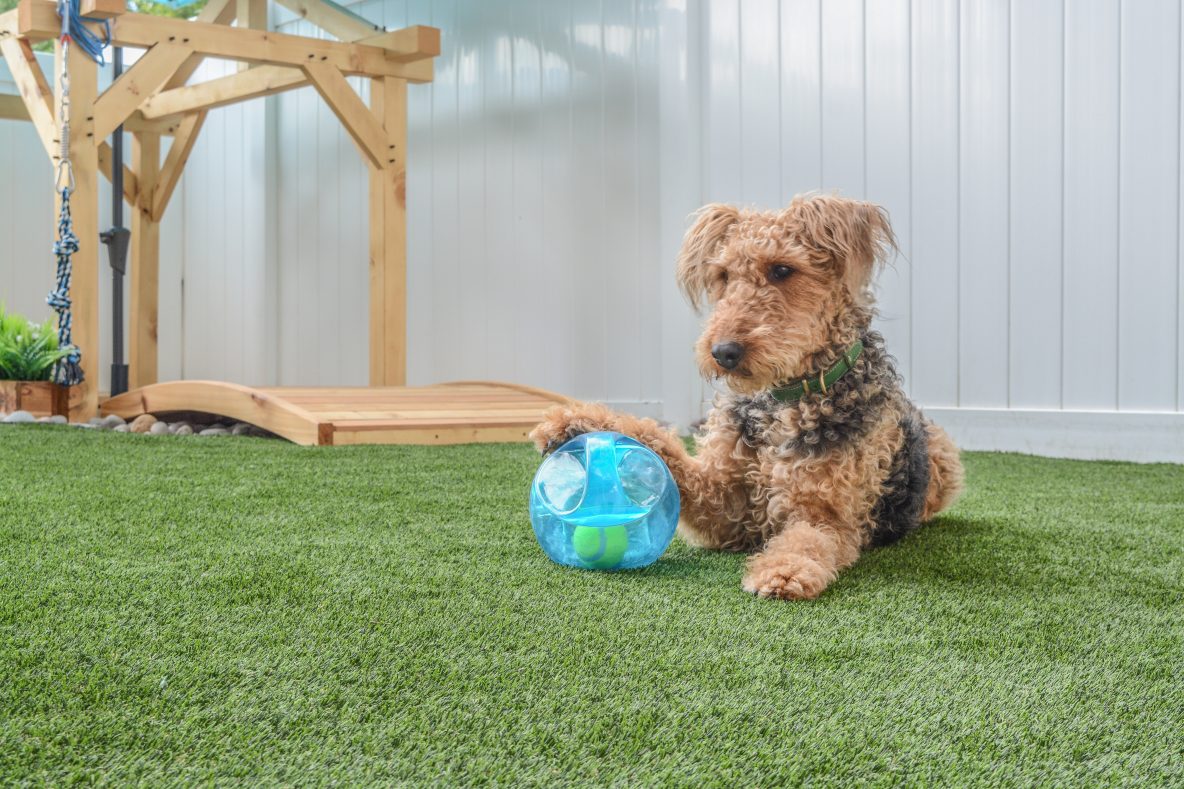 Dog on artificial grass