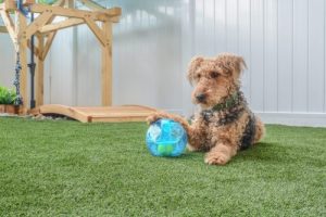 Dog on artificial grass