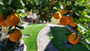 Backyard with orange tree