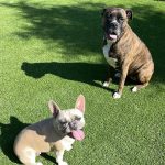 two dogs on artificial turf