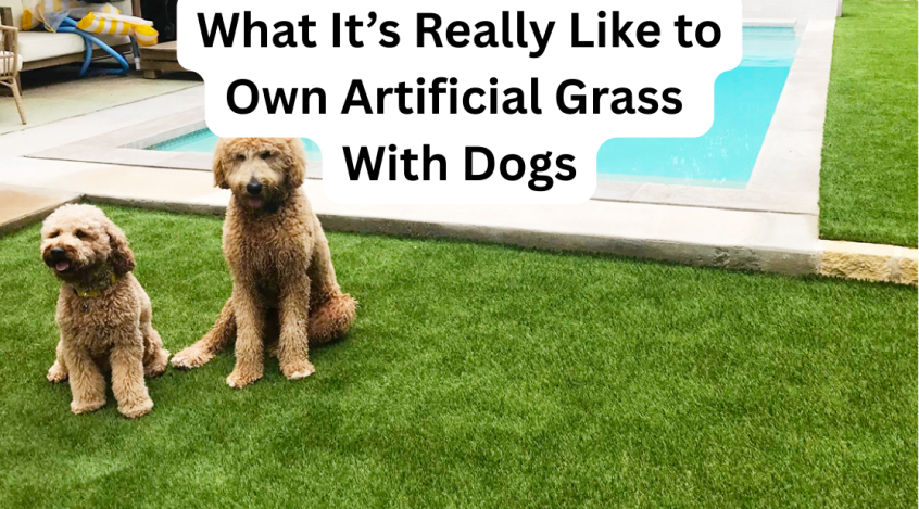 Dogs relaxing on artificial grass by the pool