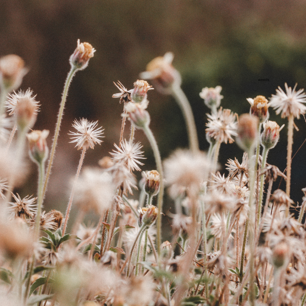 weeds